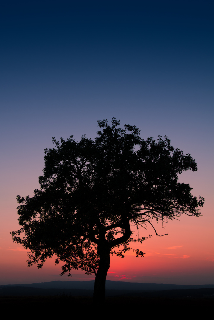 Der Baum