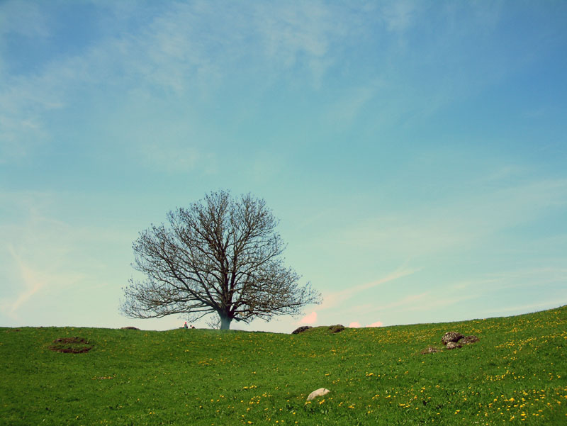 der Baum