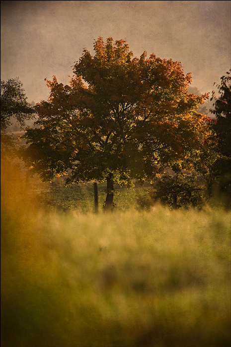 der Baum