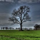 der baum...