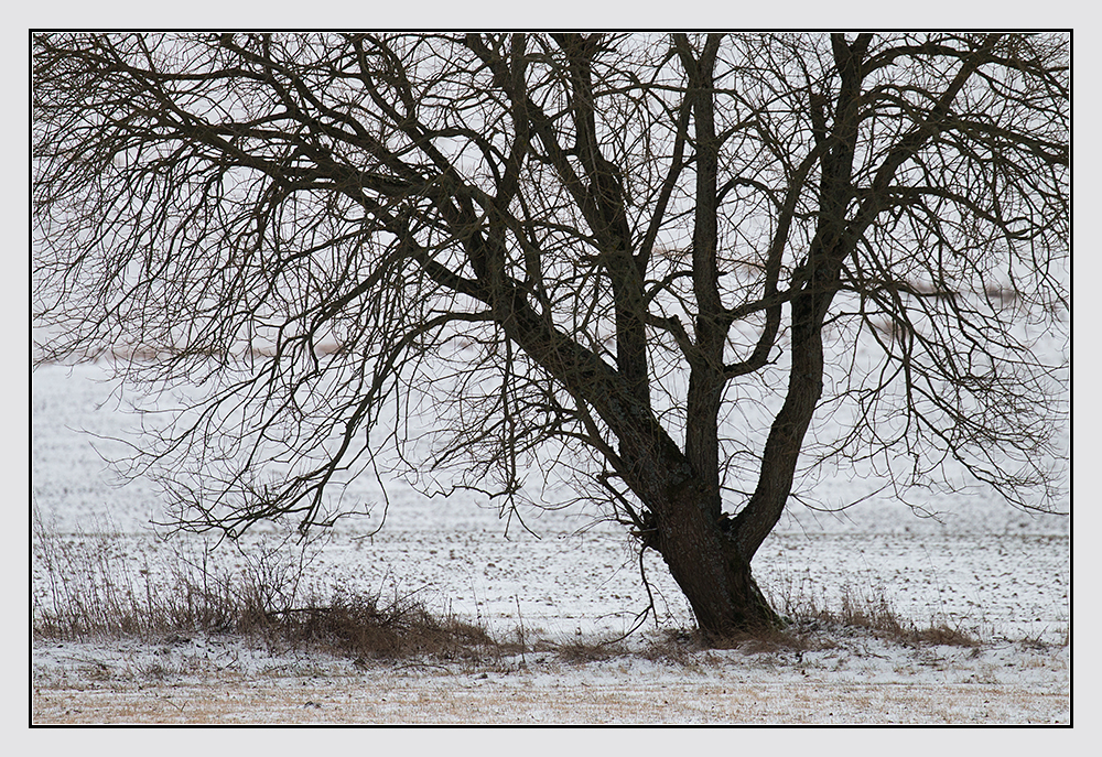 der Baum