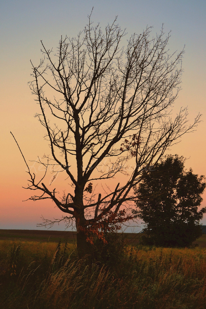 der Baum