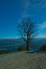 Der Baum