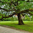 der Baum