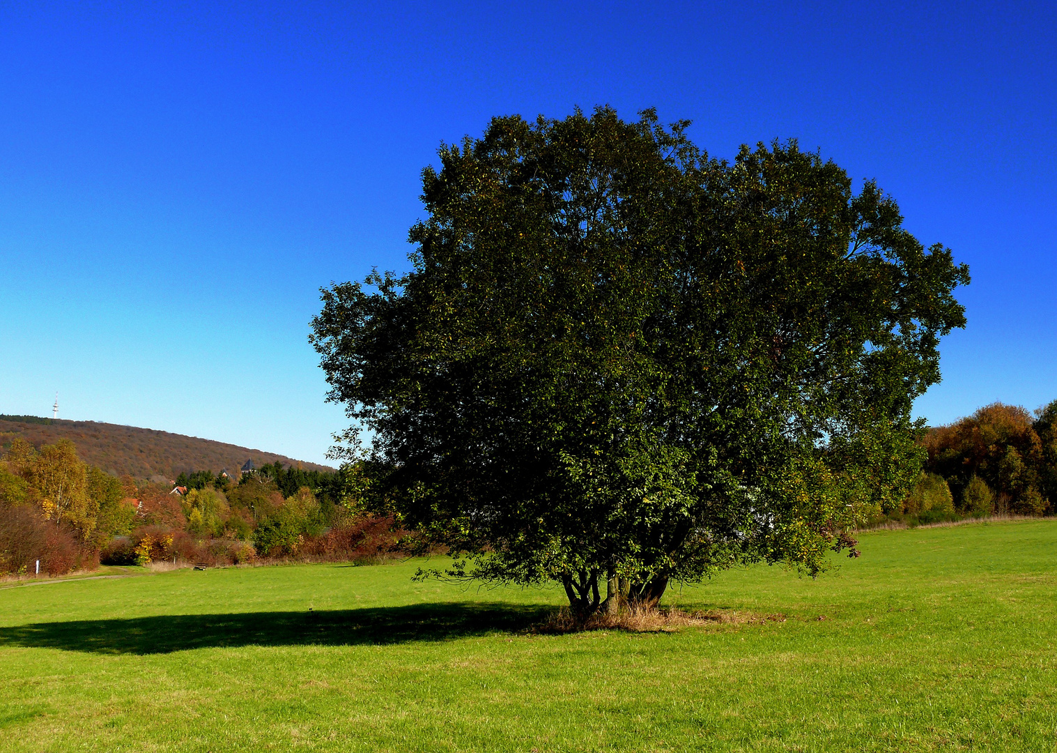 Der Baum