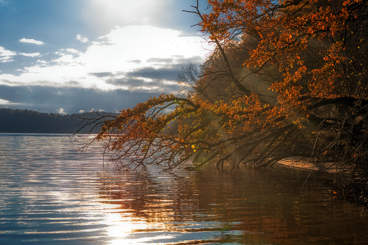 Der Baum ...