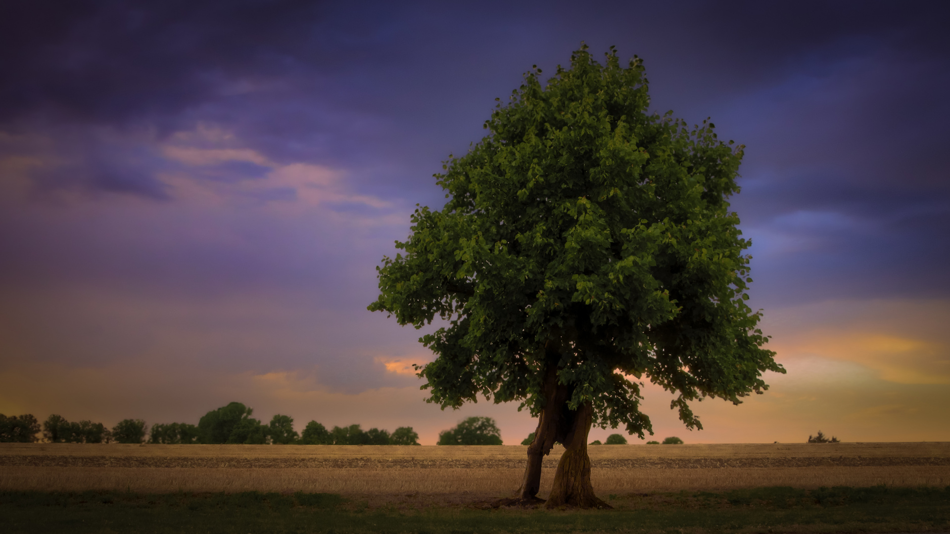 Der Baum