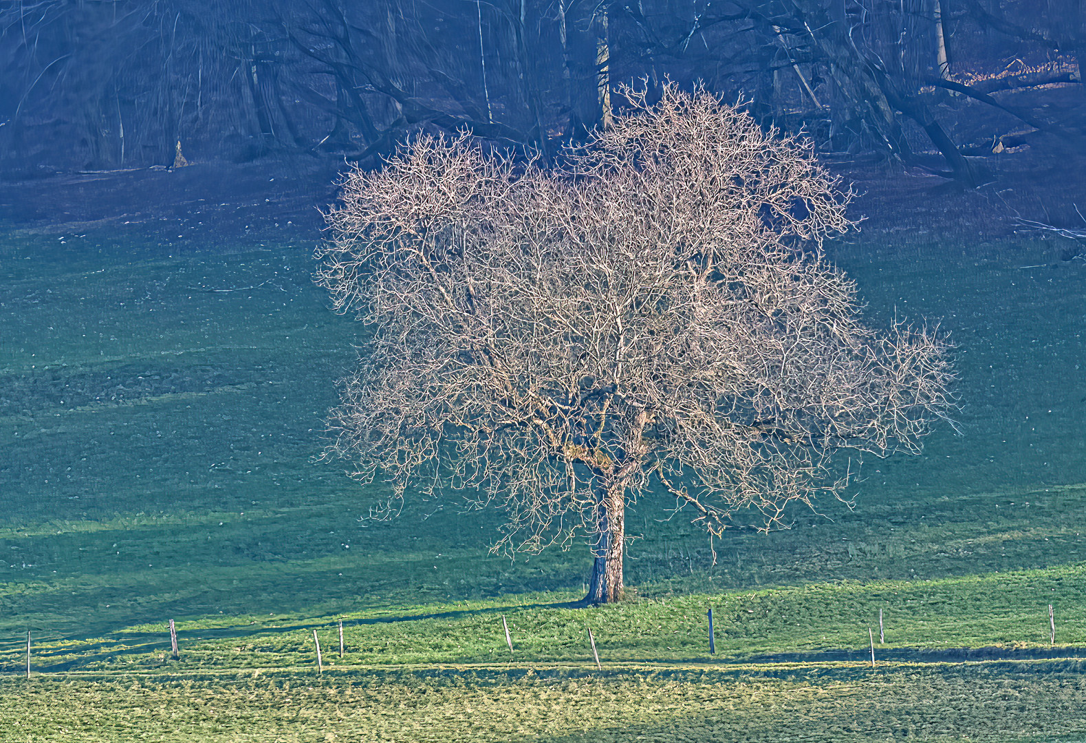 Der Baum