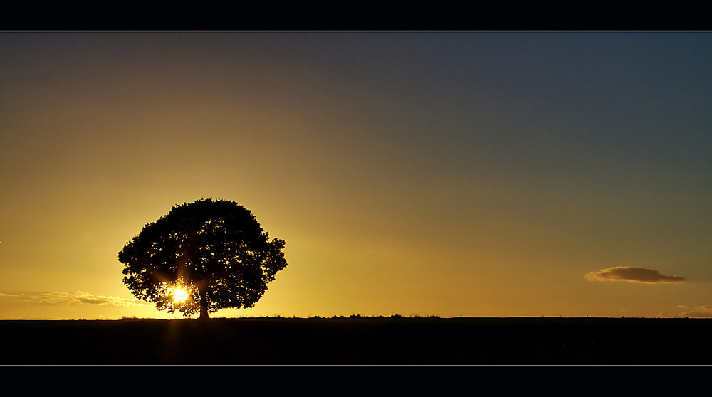 Der Baum