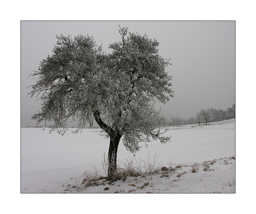 Der Baum ...