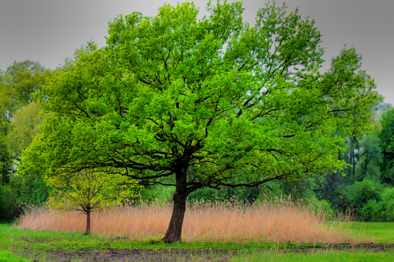 Der Baum ..