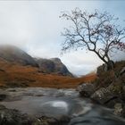 Der Baum