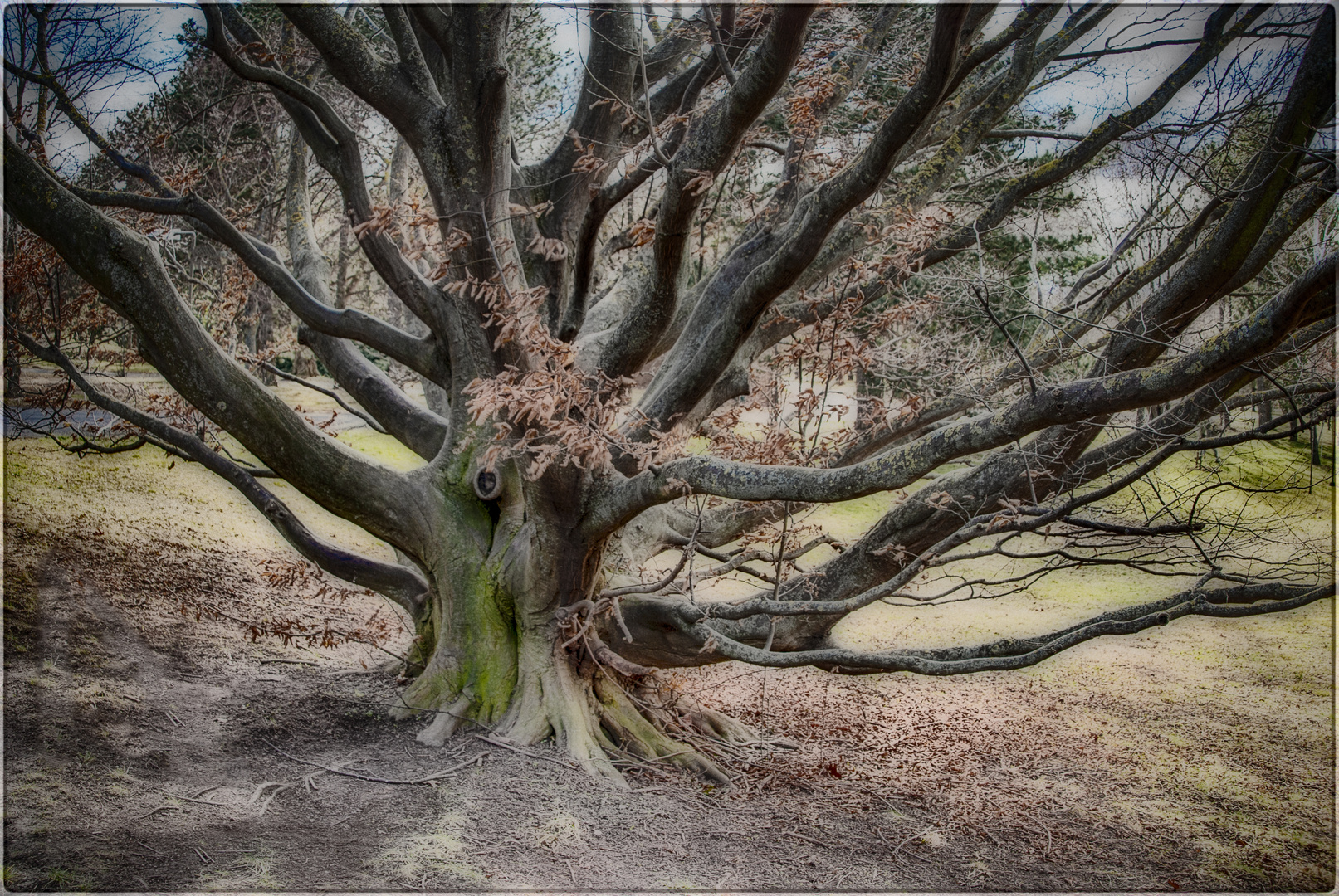 Der Baum