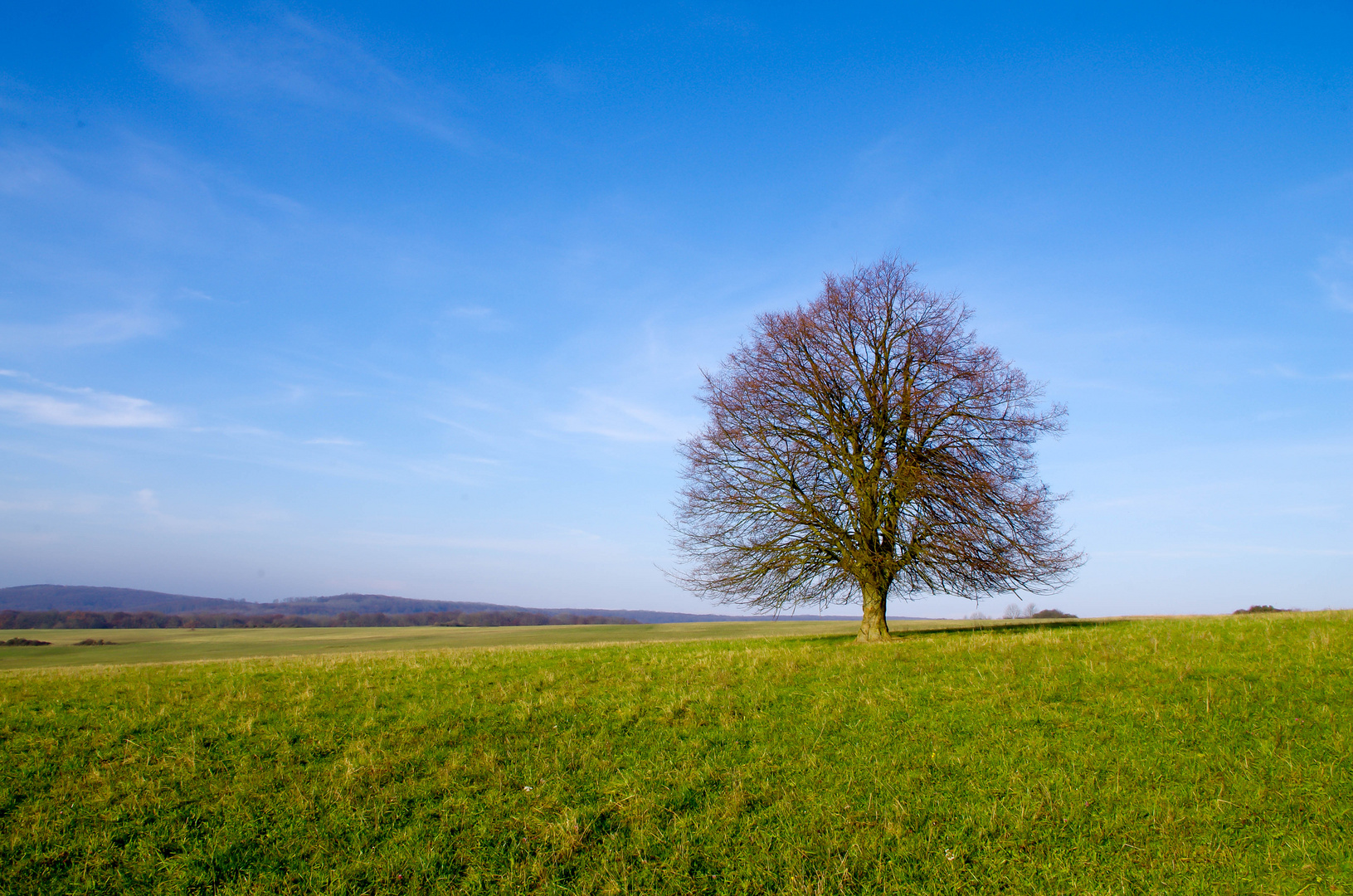 Der Baum