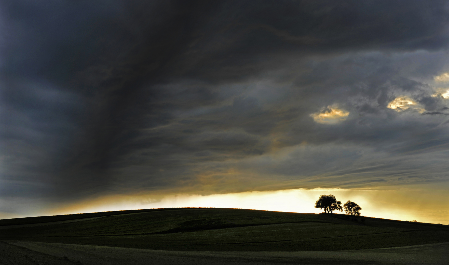 der Baum