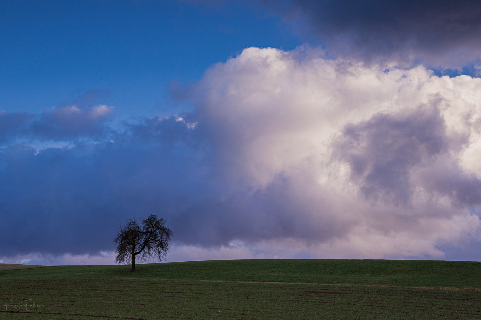 Der Baum