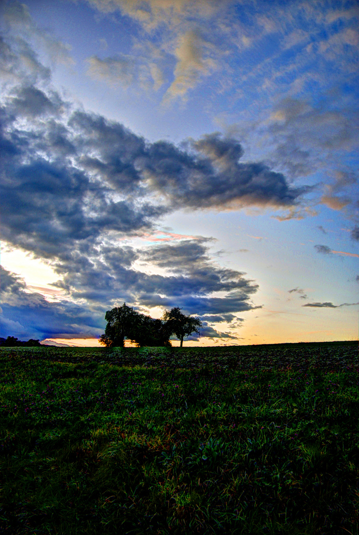 Der Baum