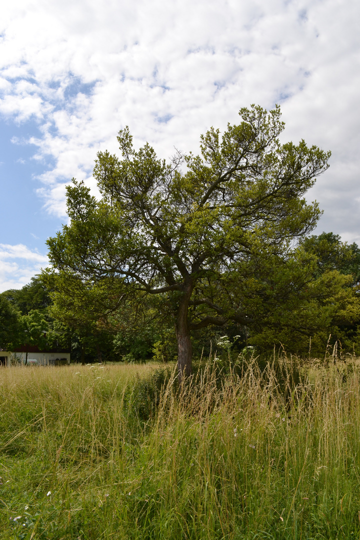 Der Baum