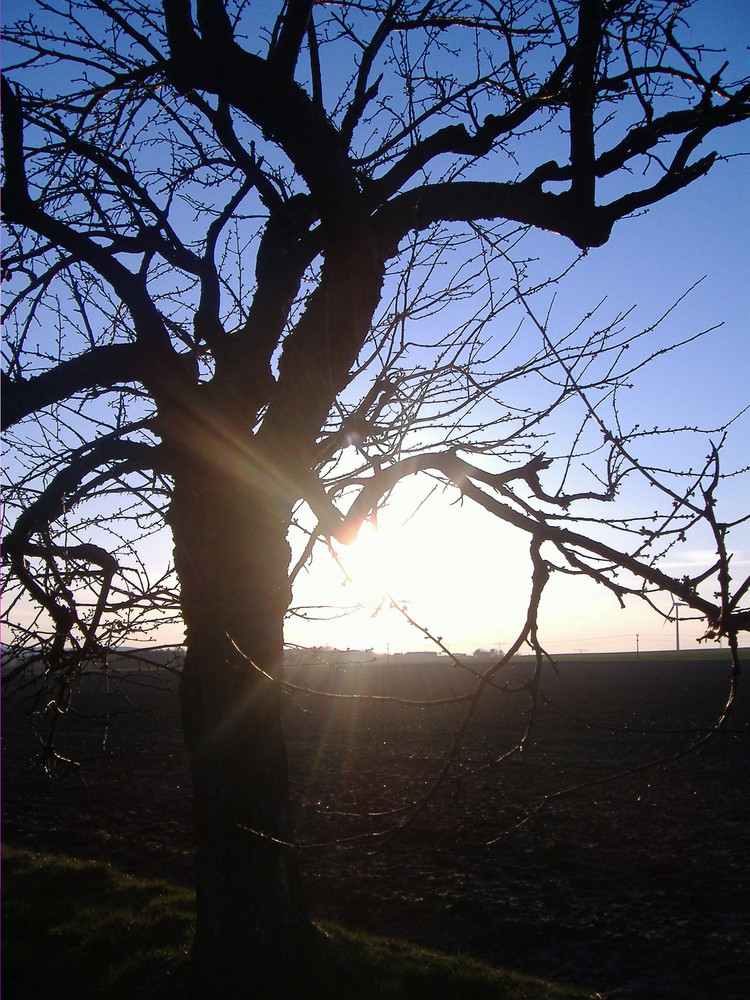 der baum