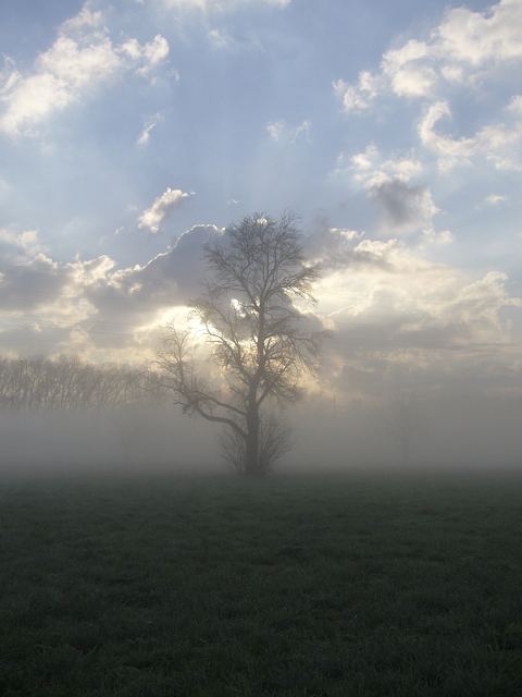 Der Baum