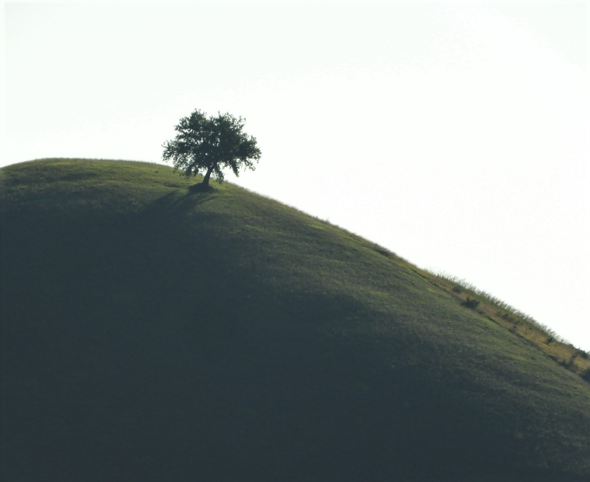 Der Baum allein am Hügel