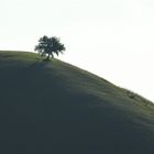 Der Baum allein am Hügel