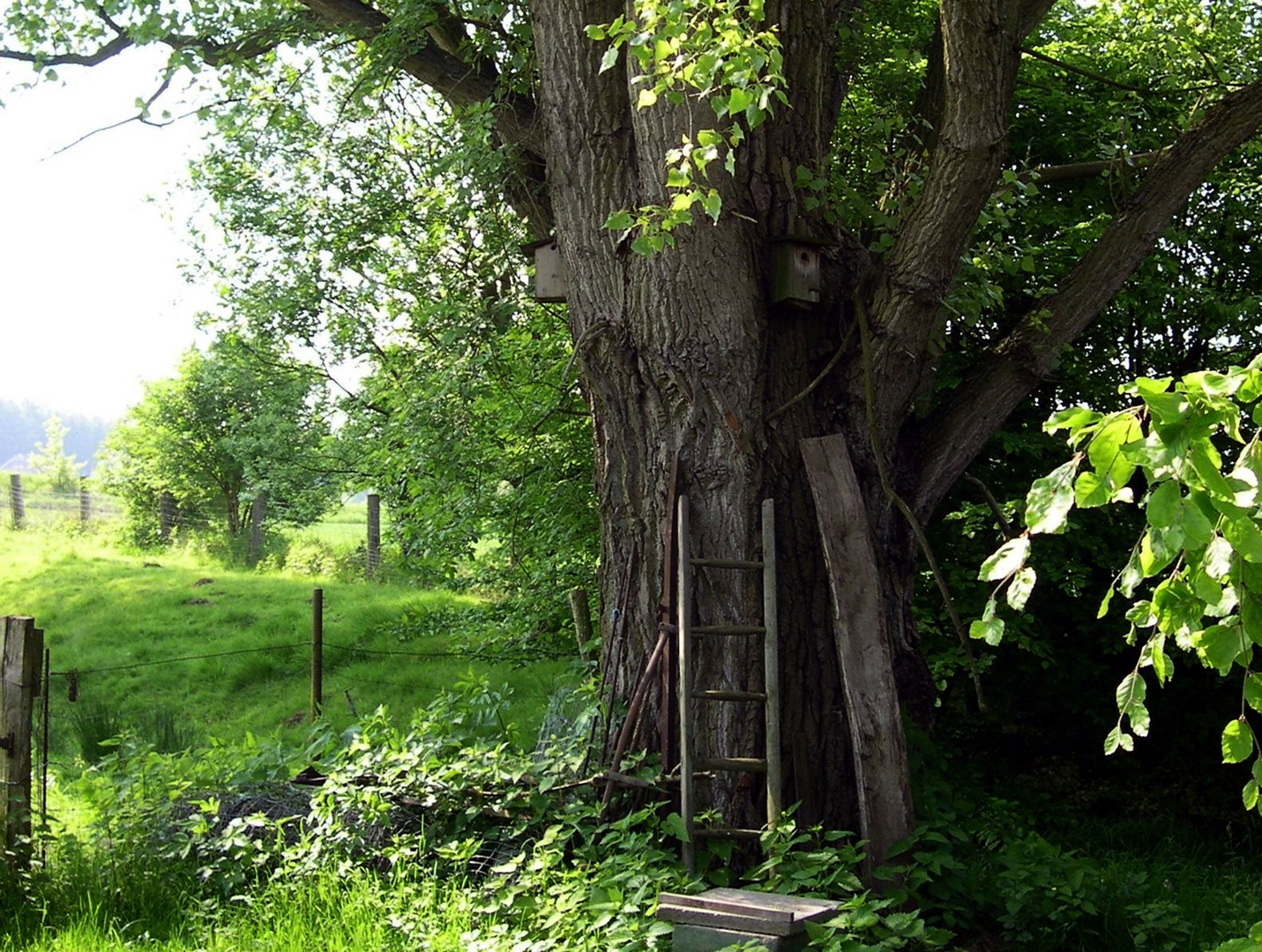 Der Baum als Diener des Menschen.....