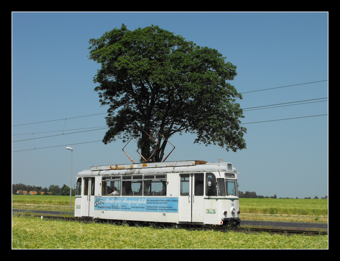 Der Baum als Sonnenschirm