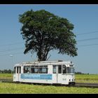 Der Baum als Sonnenschirm