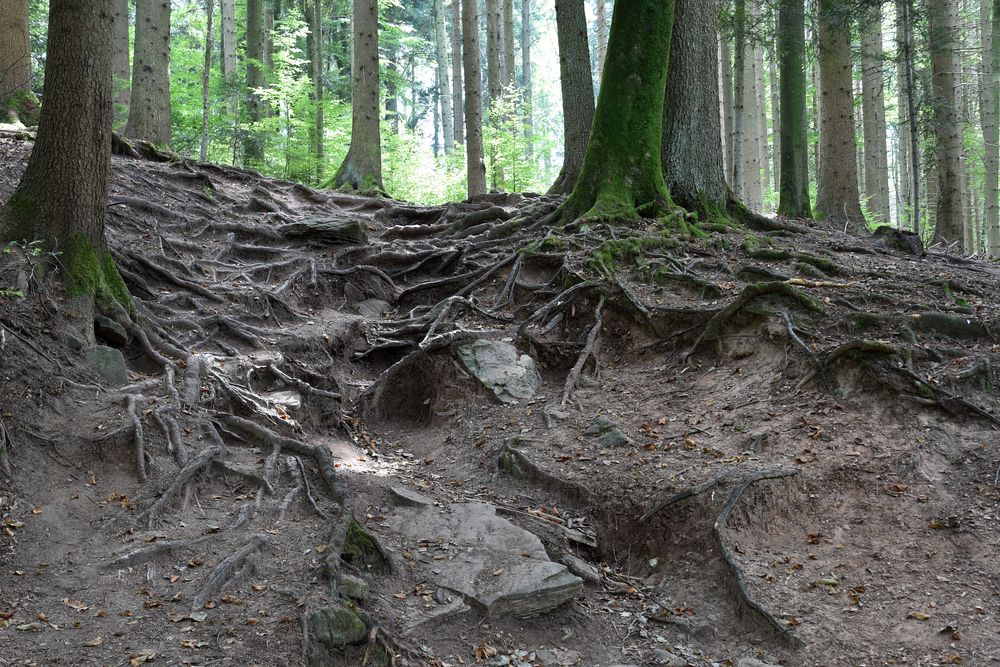 Der Baum als Treppe