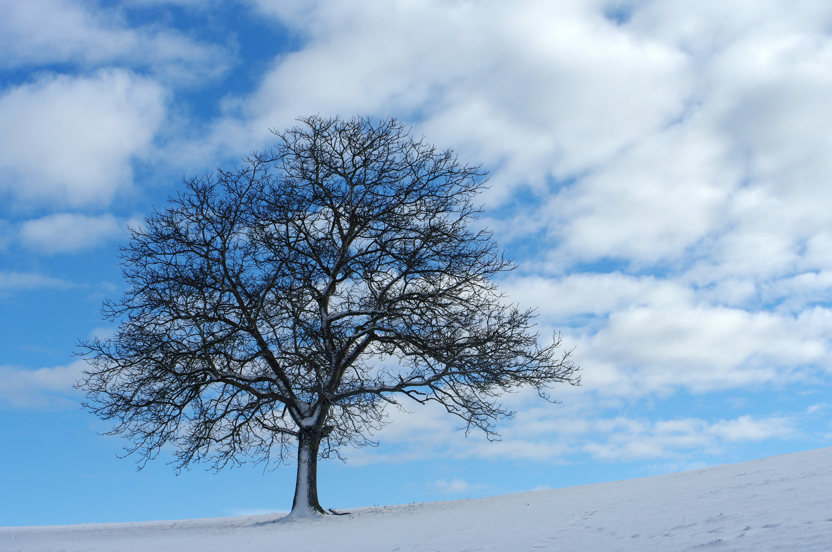 DER Baum am 25. Januar