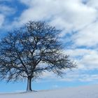 DER Baum am 25. Januar