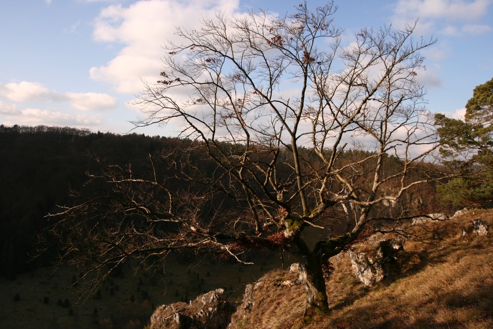 Der Baum am Abgrund...