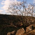 Der Baum am Abgrund...