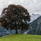 Der Baum am Abgrund