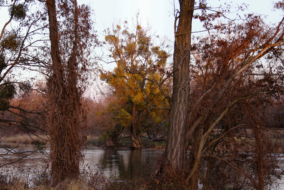 Der Baum am anderen Ufer