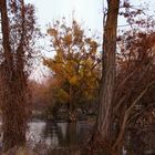 Der Baum am anderen Ufer