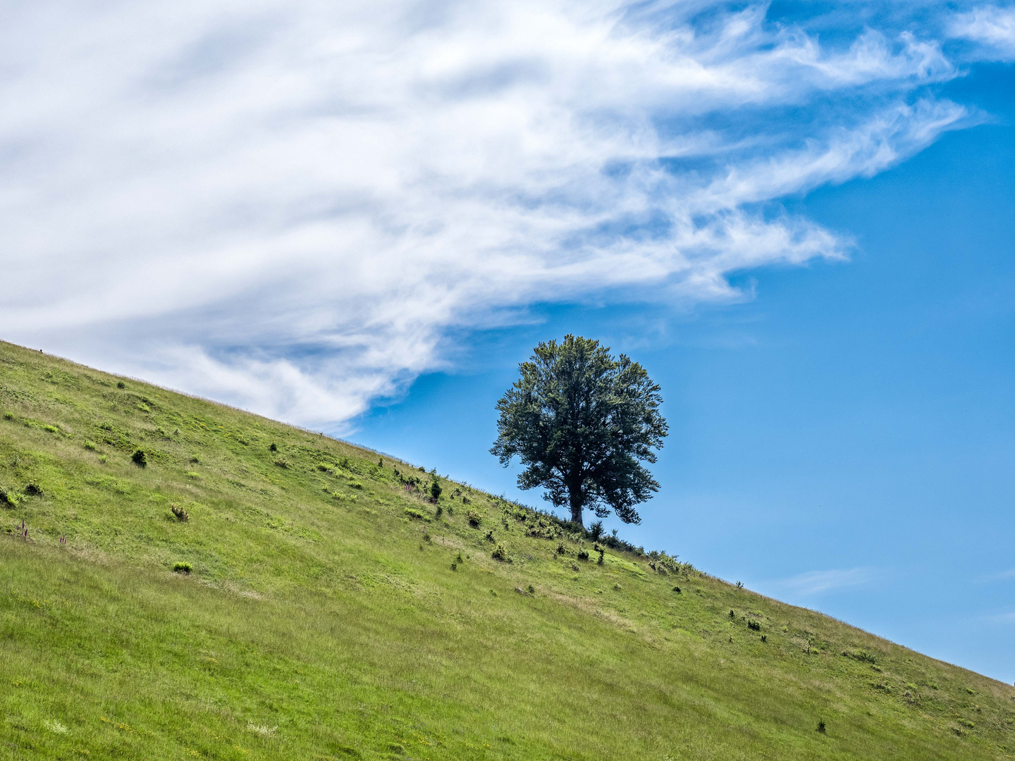 Der Baum am Berghang