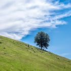 Der Baum am Berghang