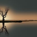 Der Baum am Bodden