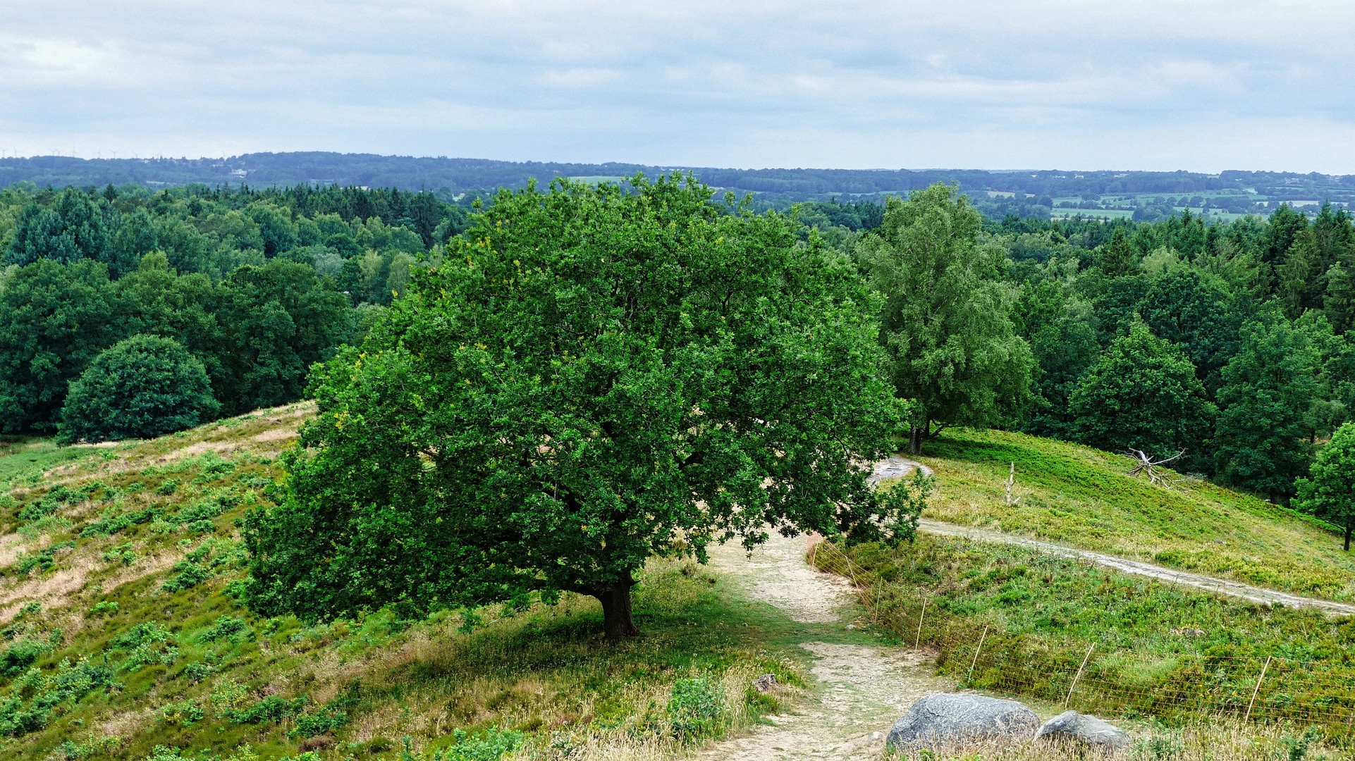 Der Baum am Boxberg