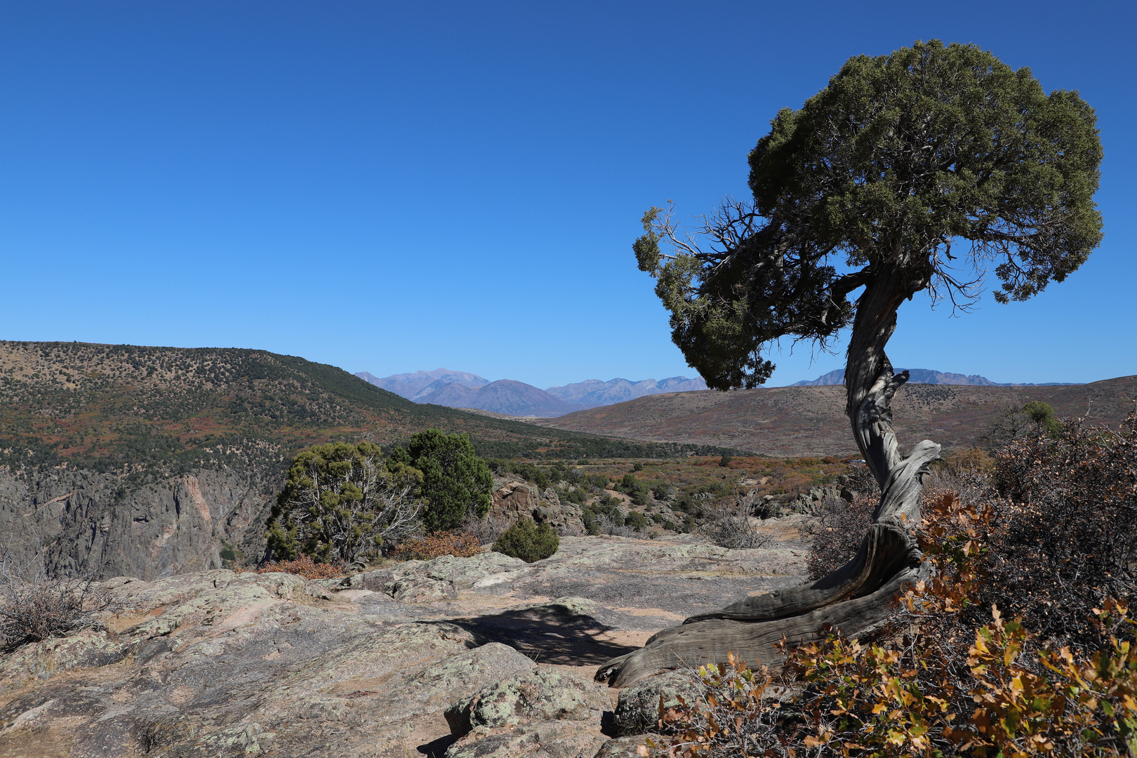 Der Baum am Canyonrand