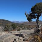 Der Baum am Canyonrand