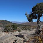 Der Baum am Canyonrand