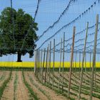 Der Baum am Ende des Hopfengartens