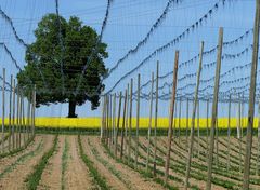 Der Baum am Ende des Hopfengartens