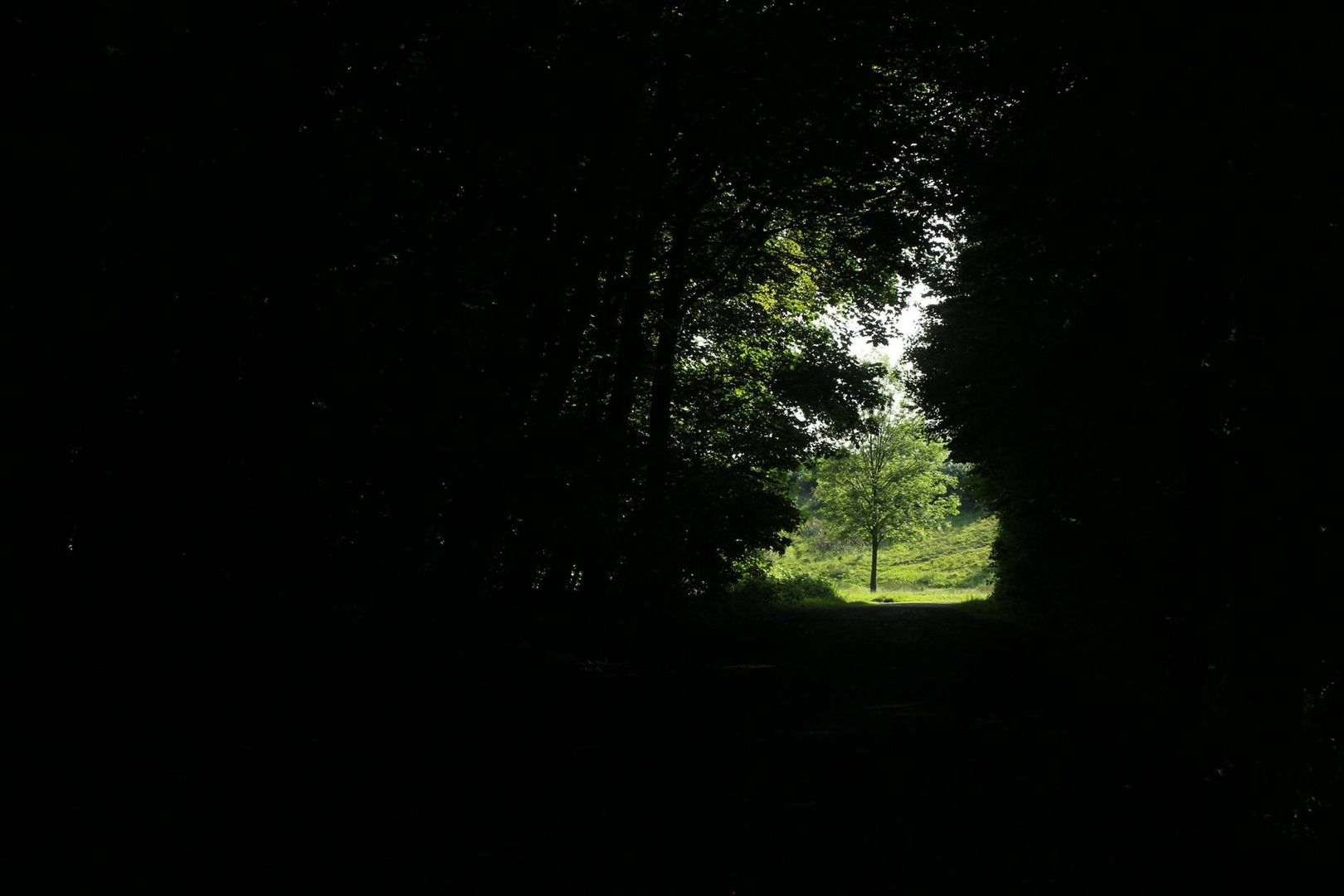 Der Baum am Ende des Tunnels