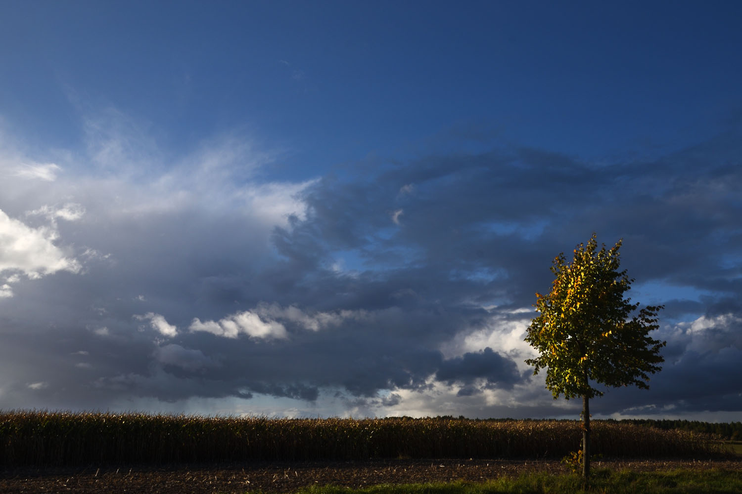 Der Baum am Feld