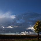 Der Baum am Feld