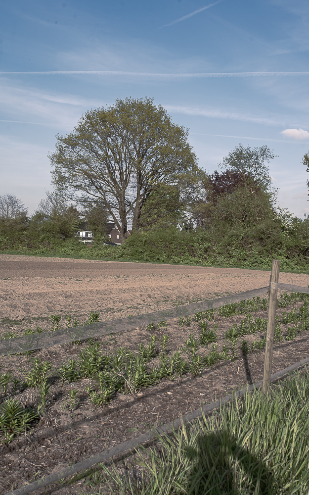 Der Baum am Felde